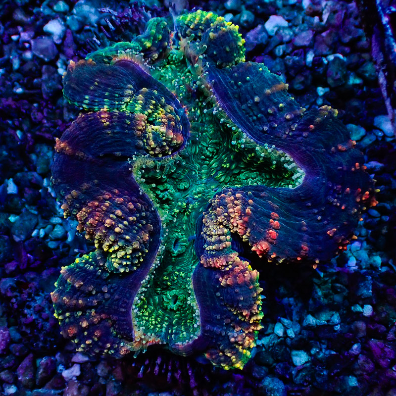 Lobophyllia