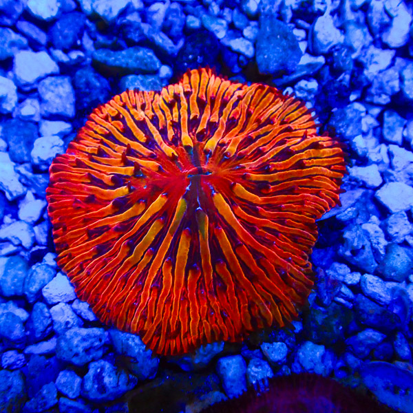 Fungia MC Lava Flow