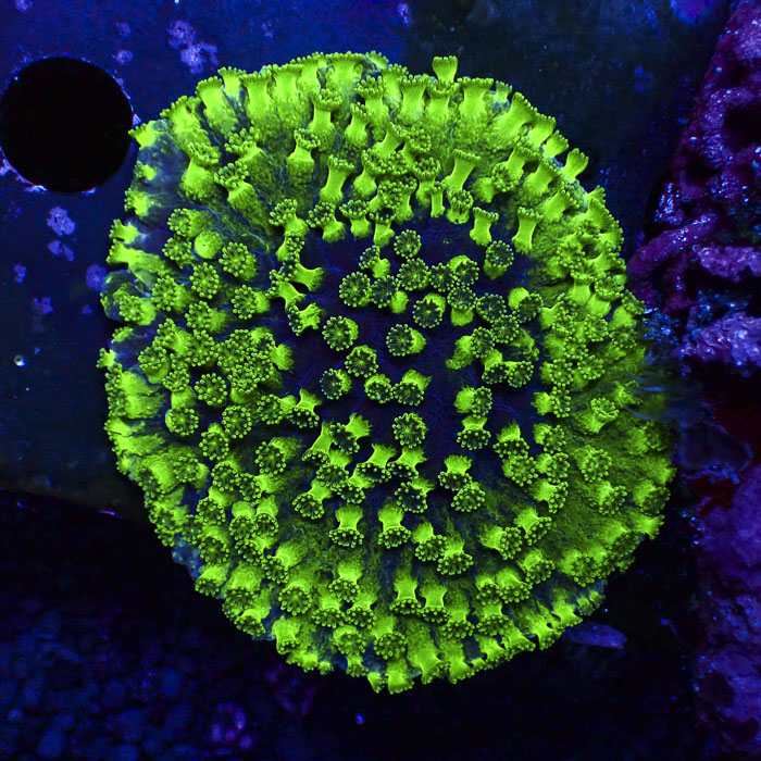 Turbinaria Ultra Grün