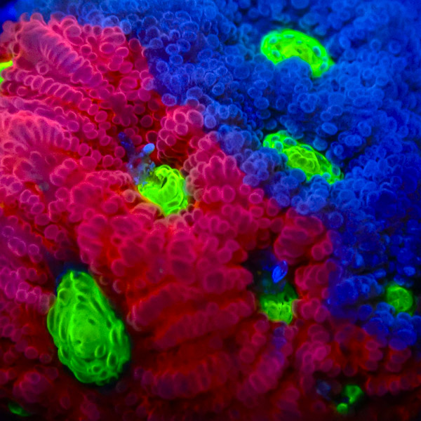 Favia MC Fire and Ice NZ