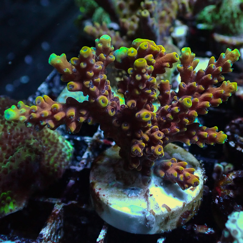 Acropora