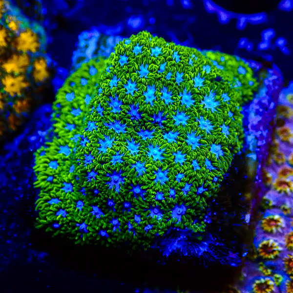 Leptastrea MC Ocean Eyes NZ