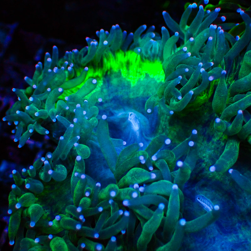 Catalaphyllia Blue Tip