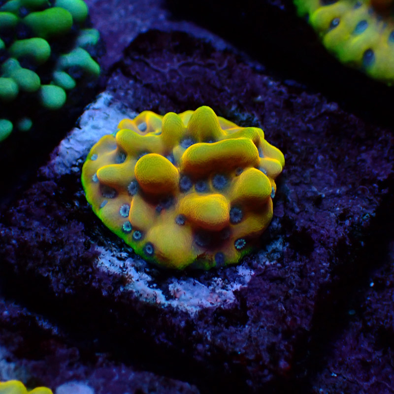 Montipora Crazy T. Frag 16