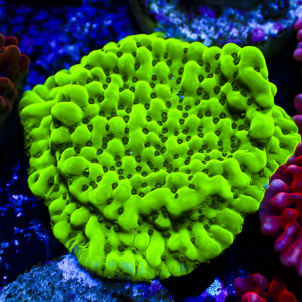 Montipora MC Appleberry