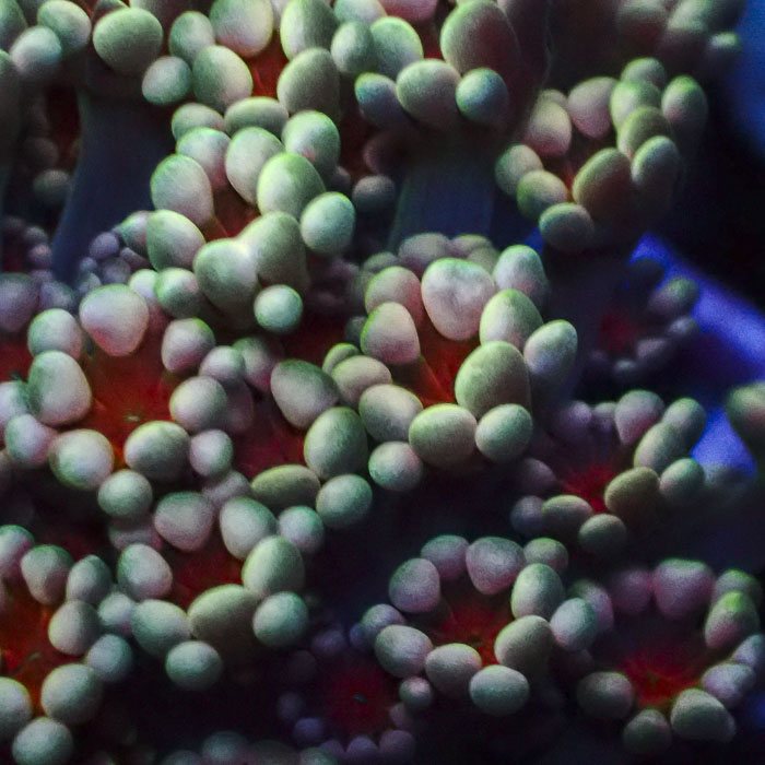 Alveopora Ruby Magnolia