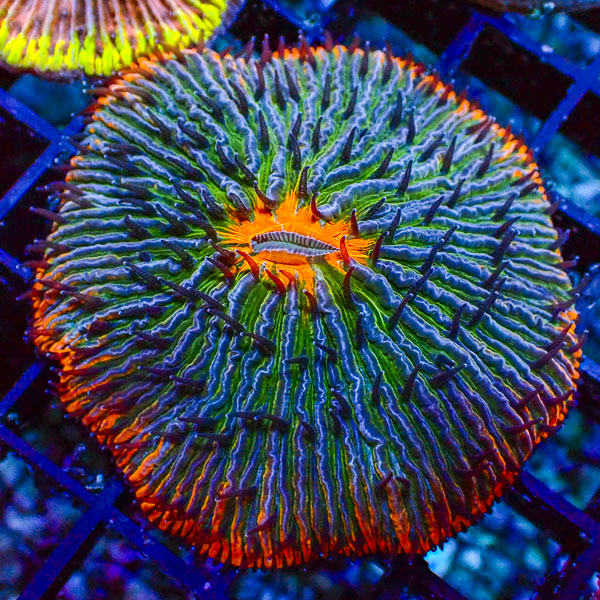 Fungia MC Orange Pulse