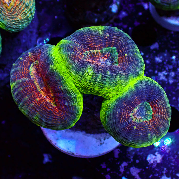 Lobophyllia MC Aurora Kaleidoscope Frag 01