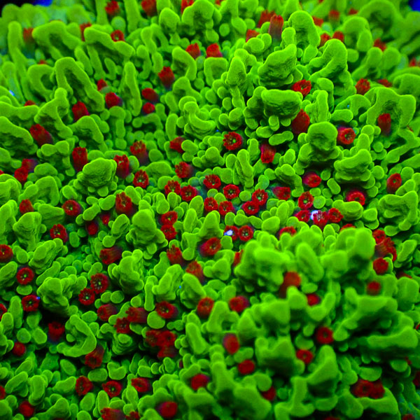 Montipora MC Chilli Pepper