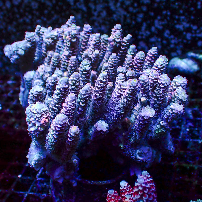 Acropora Crafted Homewrecker Lila Türkis