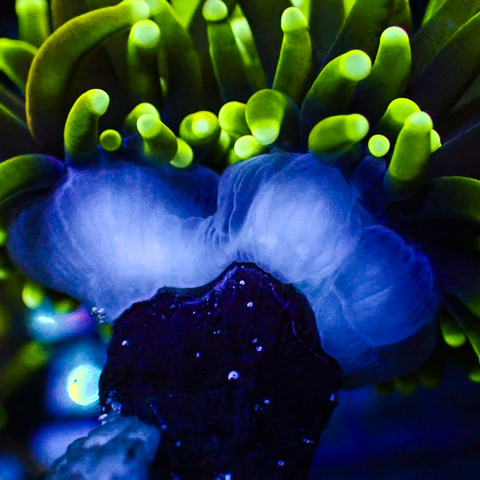 Euphyllia Glabrescens Dragon Soul