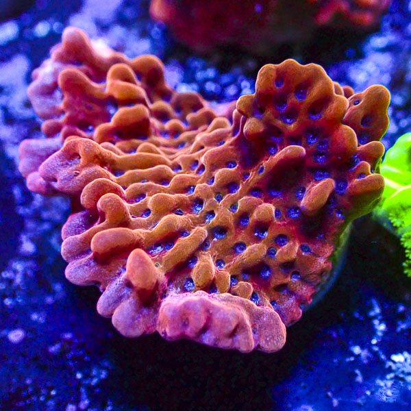 Montipora MC JF Slow Burner