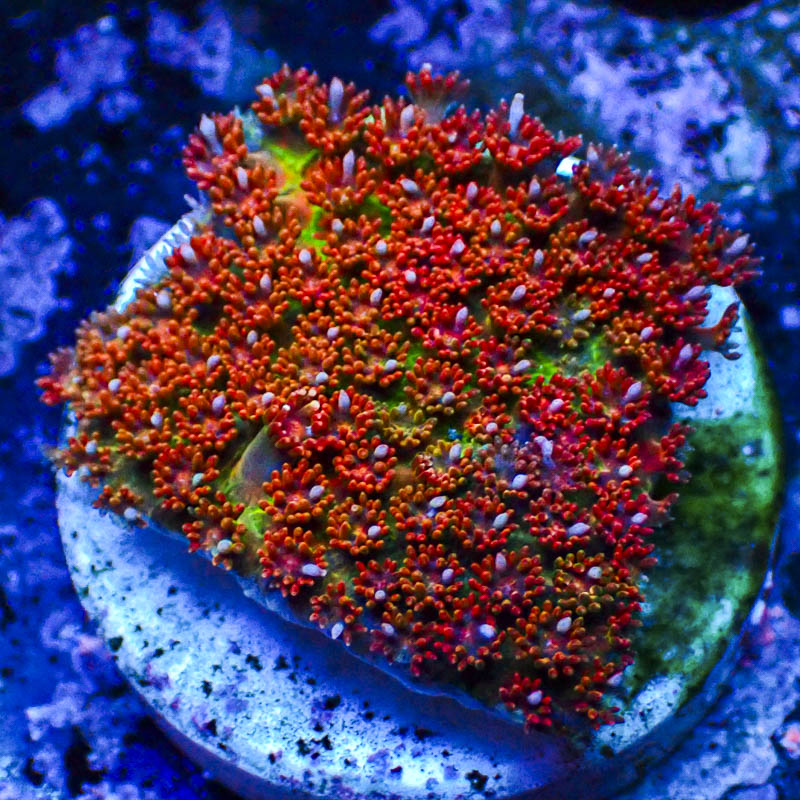 Micropora Rainbow