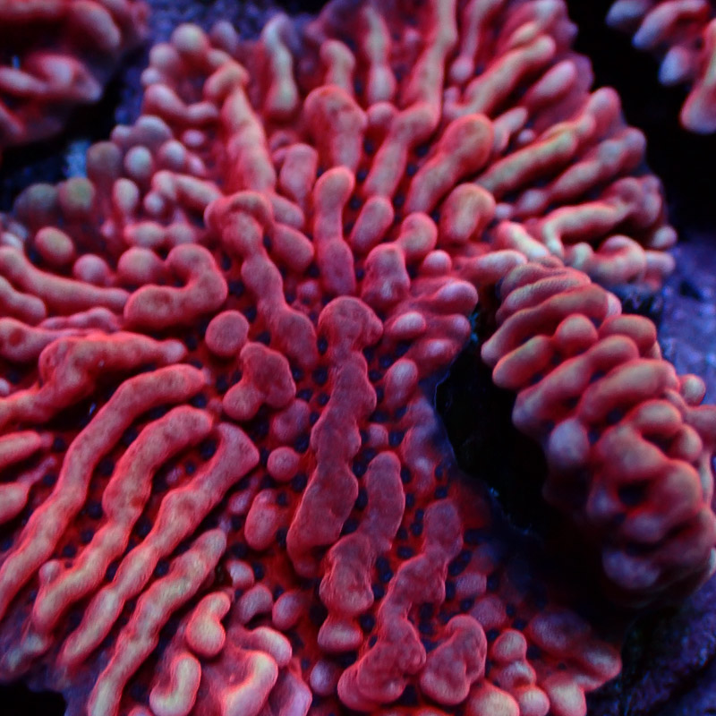 Montipora Mean Streak Frag 22