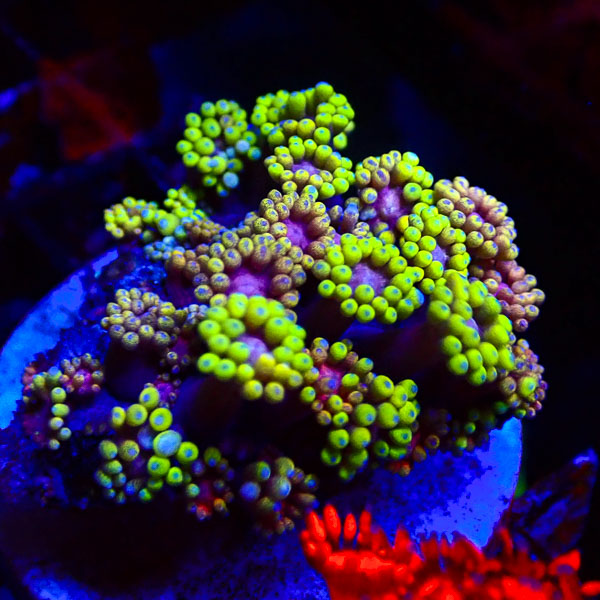 Alveopora MC Caviar Jewel NZ CTO Crafted