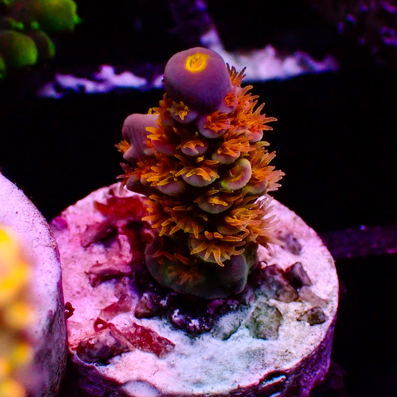 Acropora