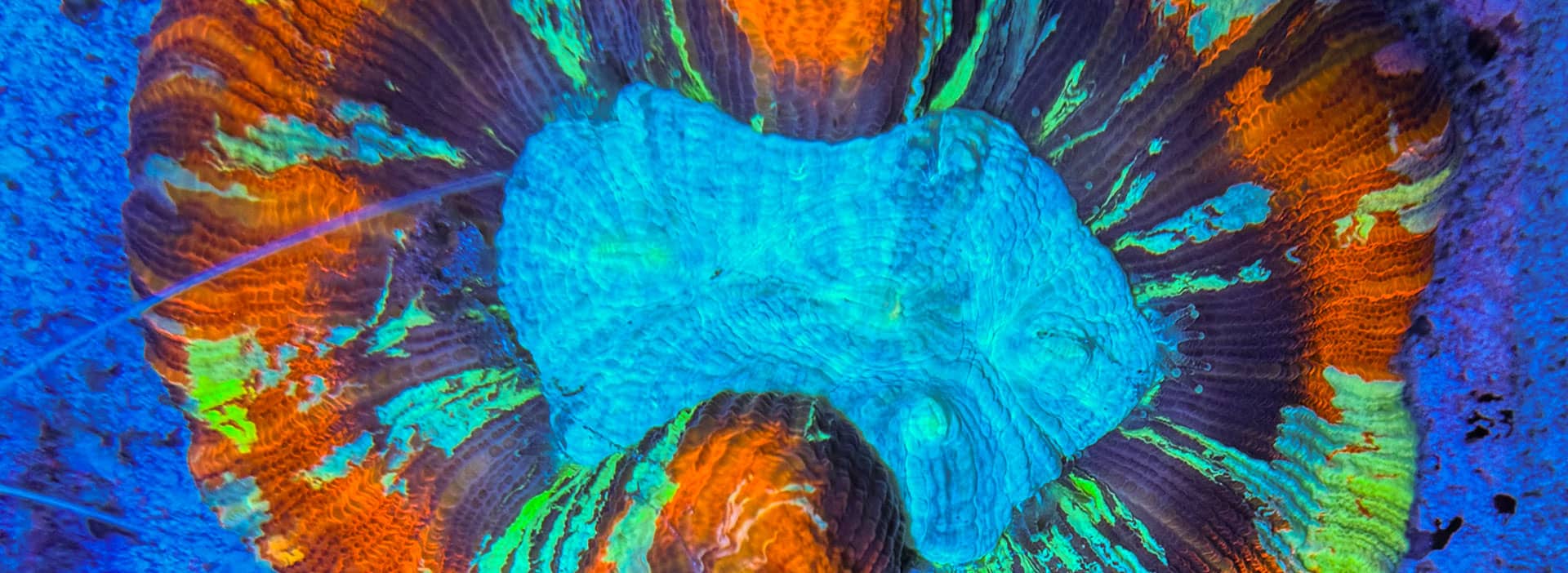 Sicherer Korallenversand bei The Marine Center mit isolierter Verpackung