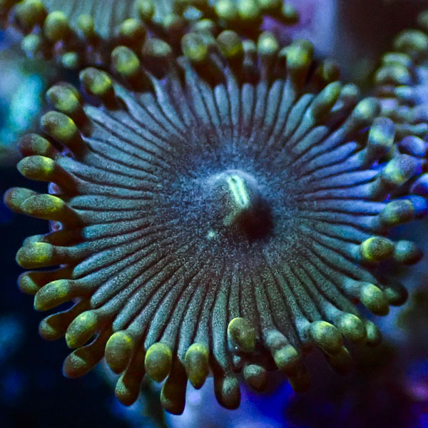 Zoanthus MC Blue Beauty