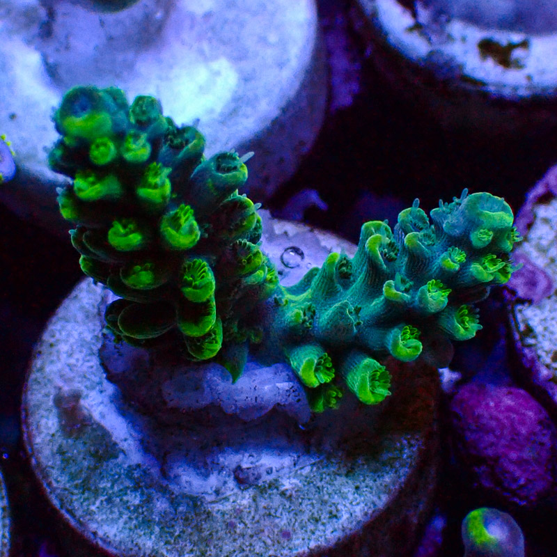 Acropora