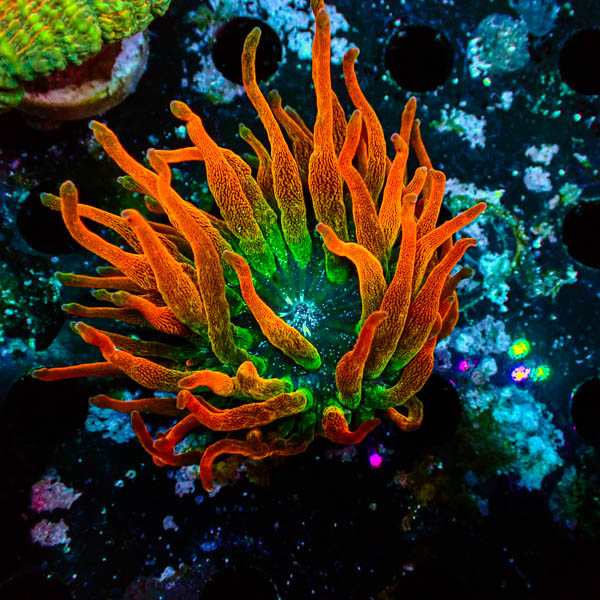 Entacmaea MC Quadricolor Sunburst