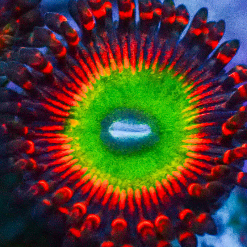 Zoanthus SBB Hephaestus