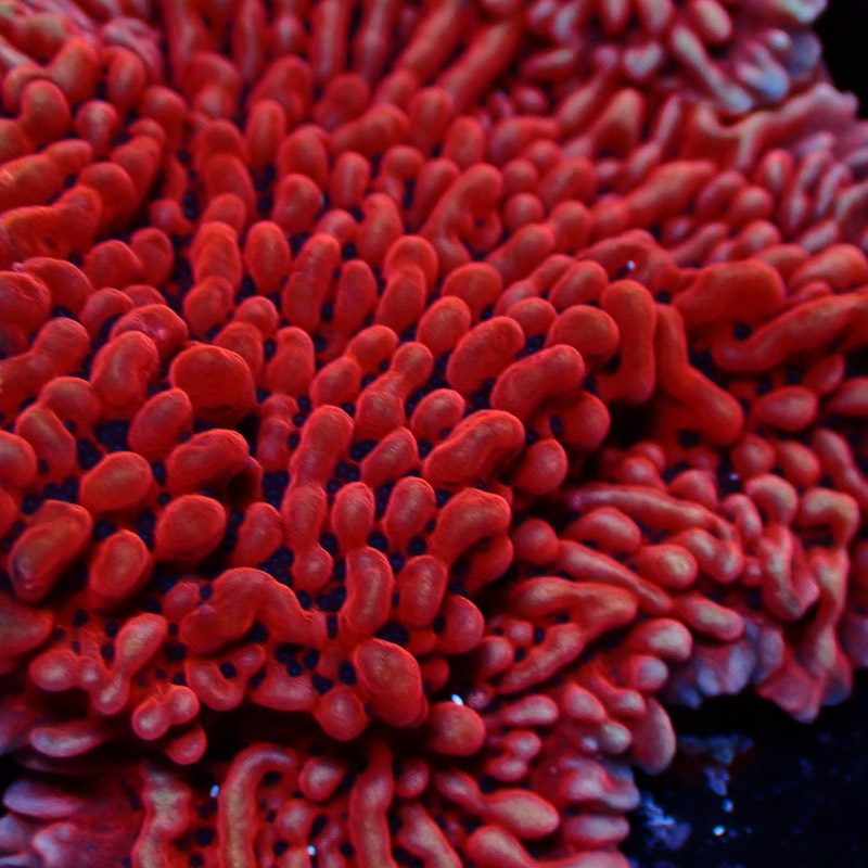 Montipora Mean Streak Frag 32