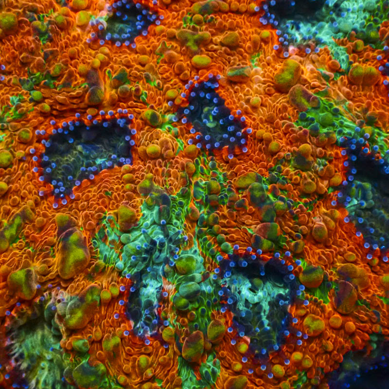 Acanthastrea Echinata