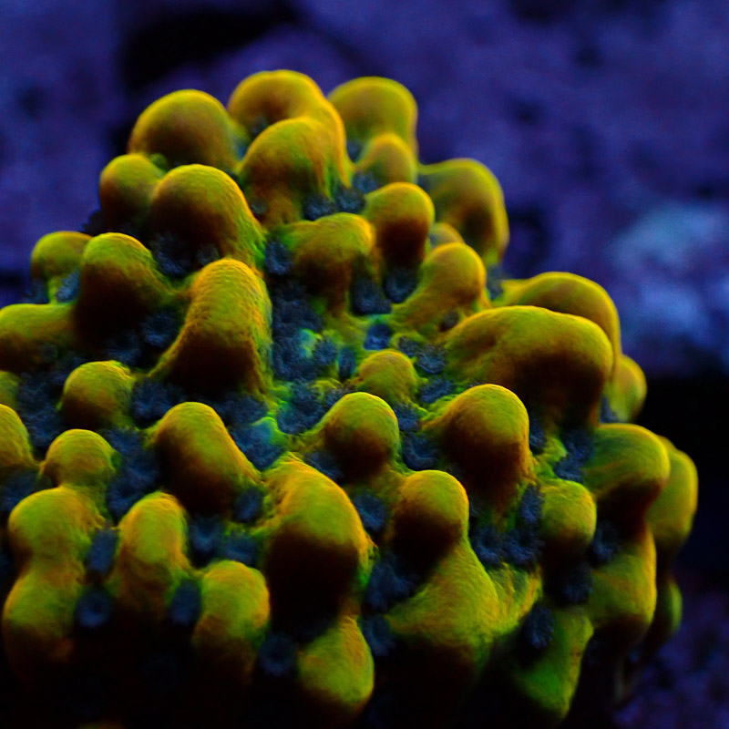 Montipora Crazy T. Frag 02