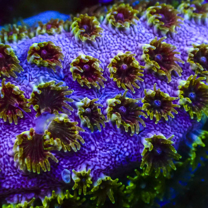 Cyphastrea Skittles Bomb Frag 02