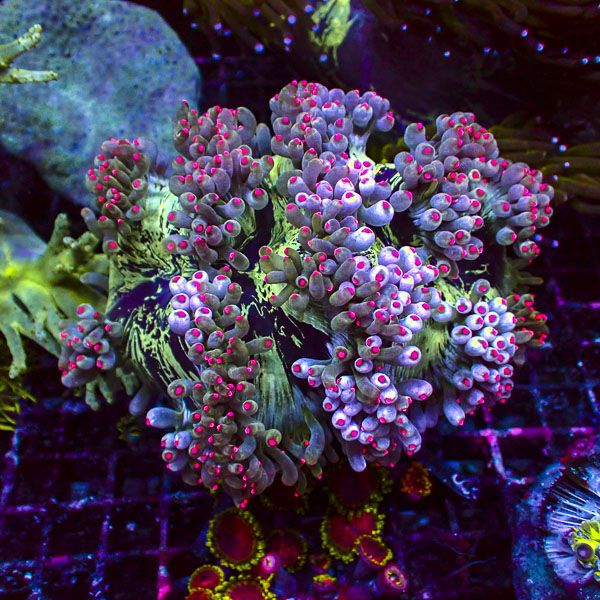 Catalaphyllia MC Frozen Bubbles