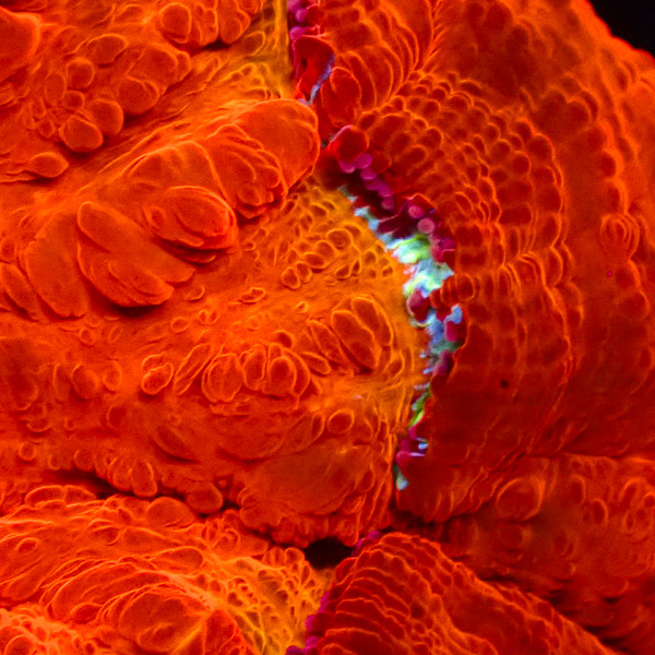 Acanthophyllia Mandarin Oasis