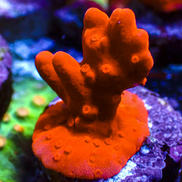 Montipora Setosa Ultra Orange
