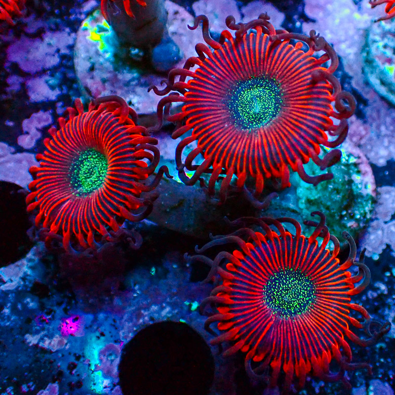 Zoanthus MC Cinder US-Style