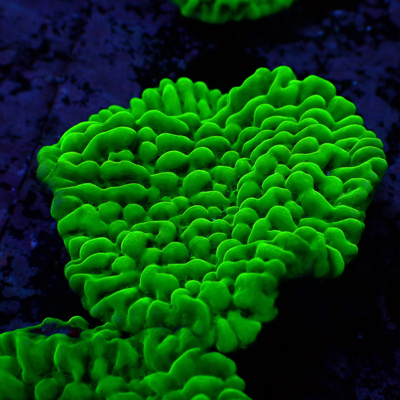 Montipora Frag 02