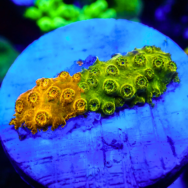 Cyphastrea MC Split Fire NZ