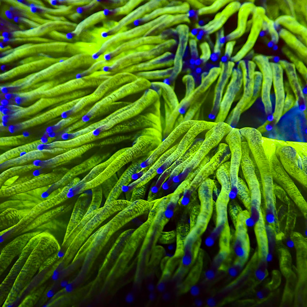 Catalaphyllia MC Cool Lime