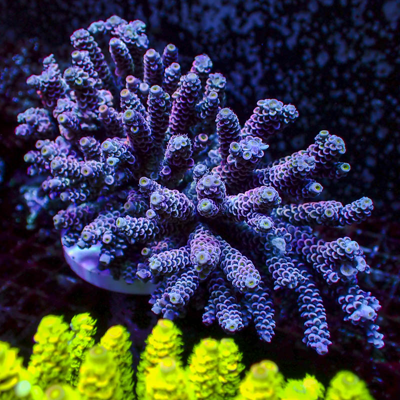 Acropora Crafted Homewrecker Lila Türkis