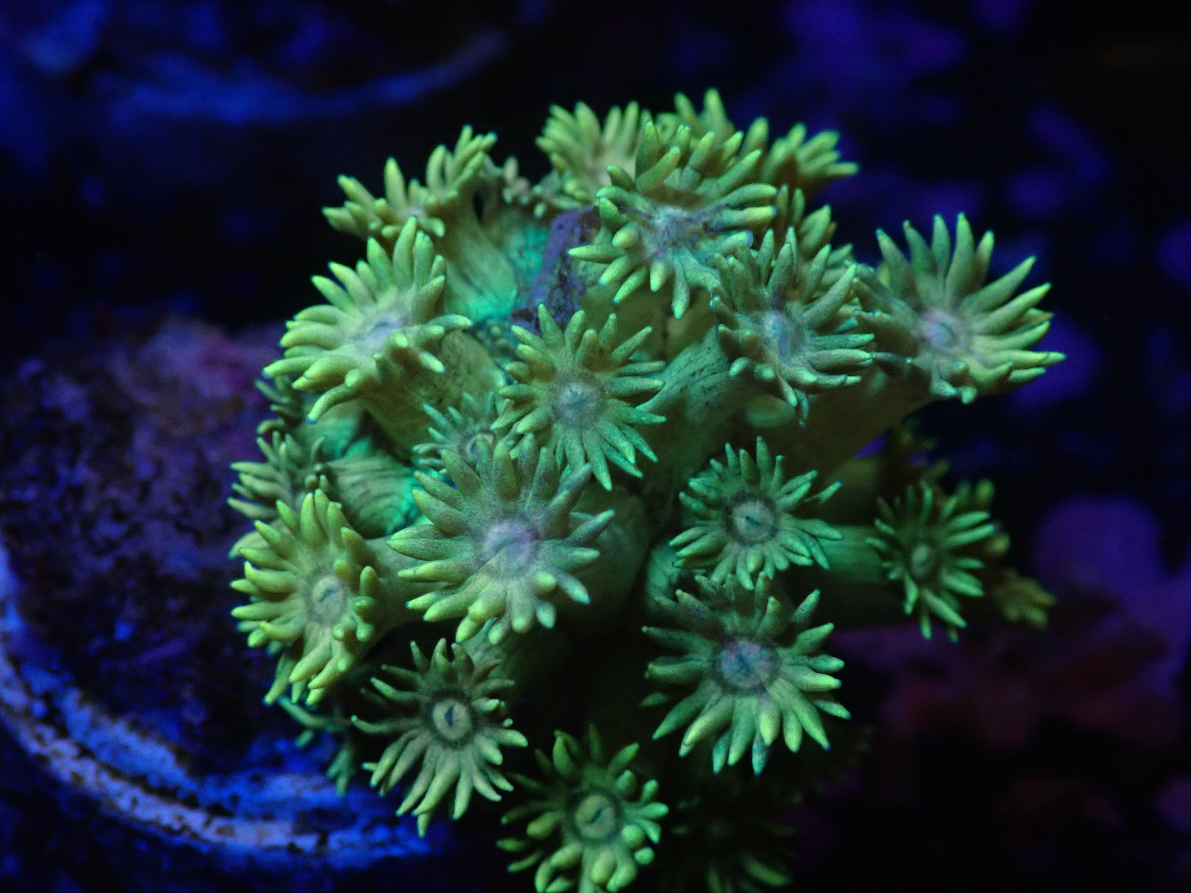 Alveopora neon grün DNZ