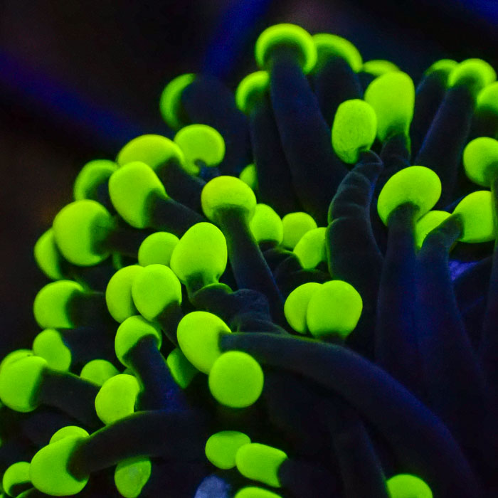 Euphyllia Black Torch Green Tips