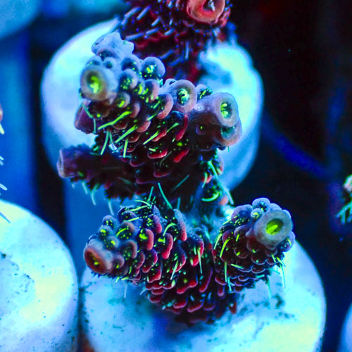 Acropora MC Venomstrike