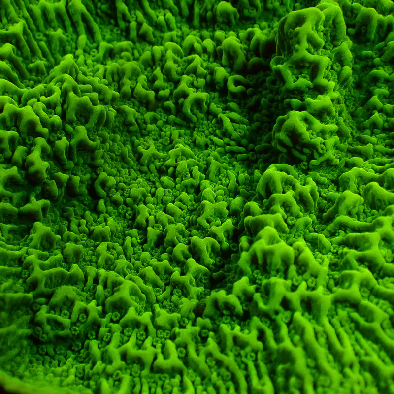 Montipora Grün Frag 09
