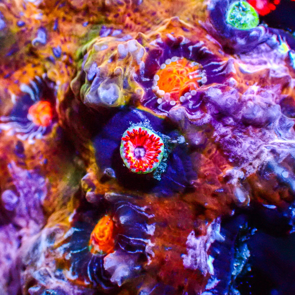 Chalice Flower Bouquet