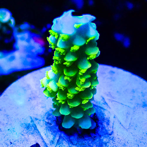 Acropora MC Frosted Lime Tower