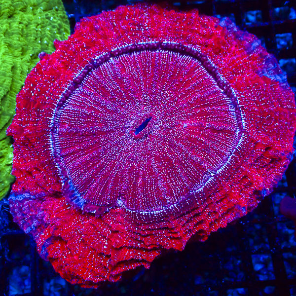 Acanthophyllia MC Ruby Glacier