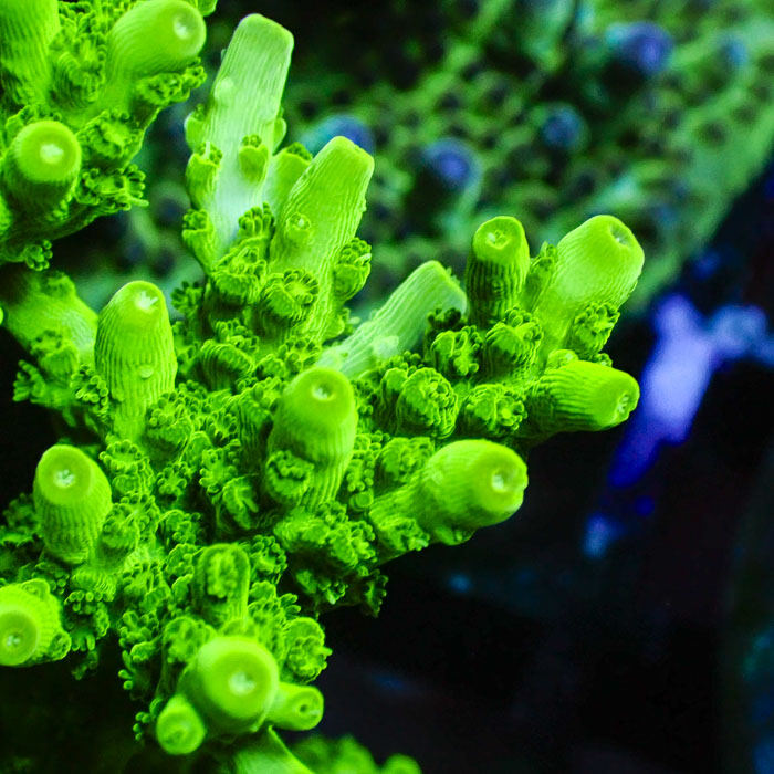 Acropora Green Table