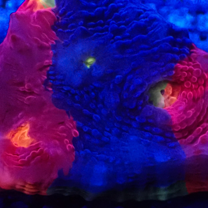 Chalice MC Bugatti Frag 04