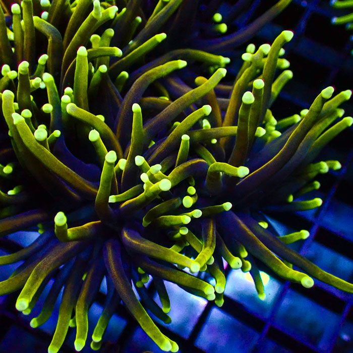 Euphyllia Glabrescens Dragon Soul