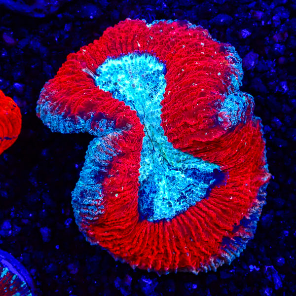 Trachyphyllia MC Strawberry Mint