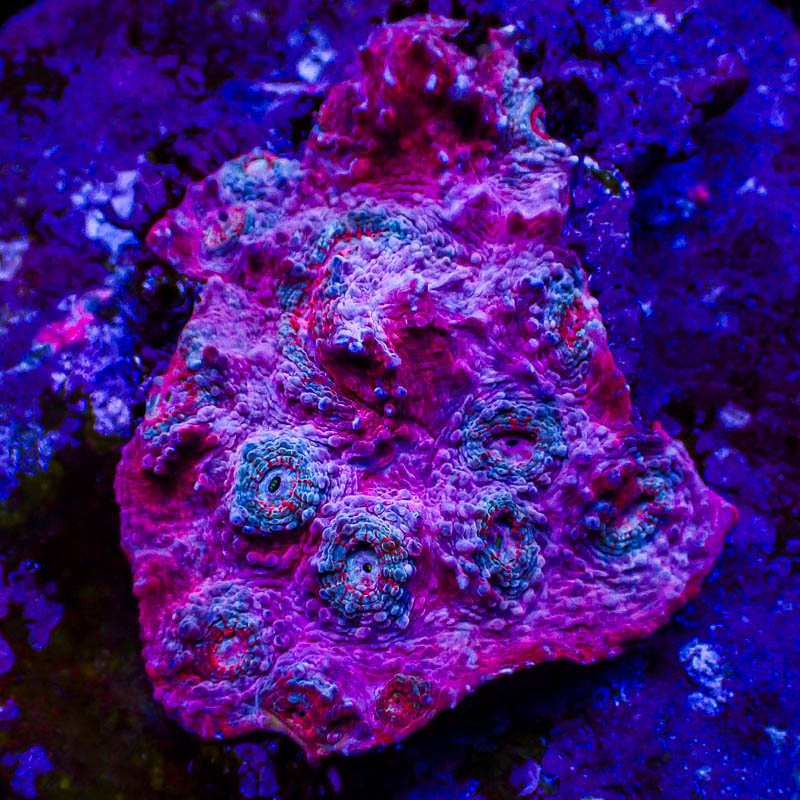 Chalice Rosé Pink – Blaue Münder mit roten Polypenstreifen