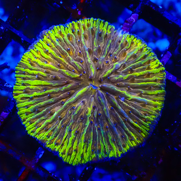 Fungia MC Green Venom